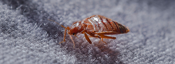 Bed Bug Control