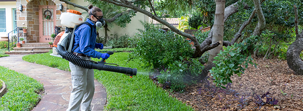 Pest Control Services