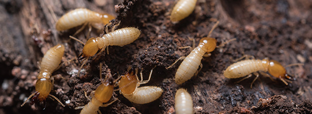 Termite Control